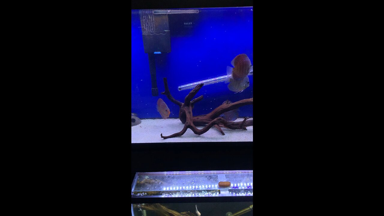 Feeding the discus