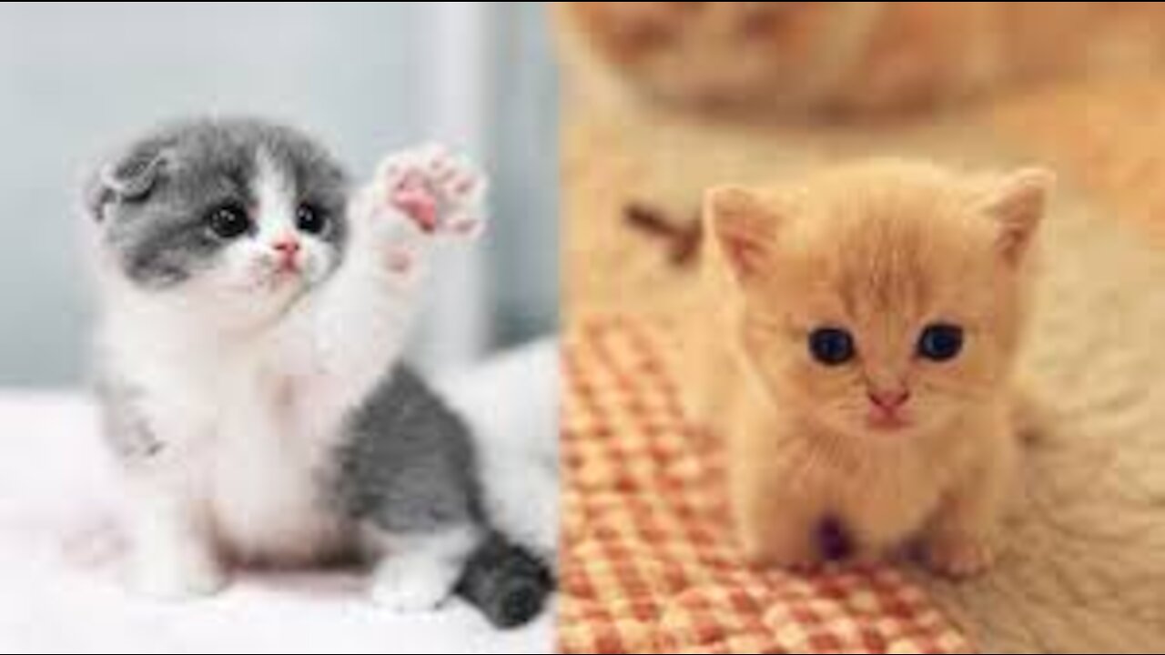 Cute Kittens Doing Funny Things 2020 Cutest Cats