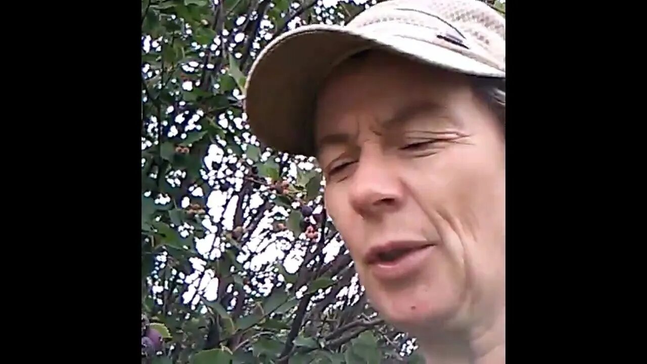 It is Saskatoon Berry Picking Season!