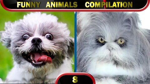 Funny Animals 2022 February 🐱 Cats 🐶 Dogs 🐹 Cute Pets 😂 Compilation 8