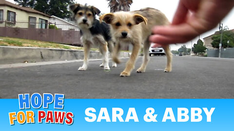 Dog rescue: Sara & Abby (Please share and help us find them a loving forever home)