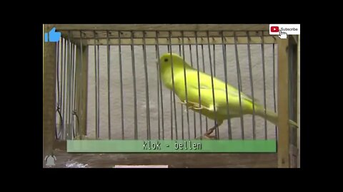 🎶🏆 Canto do canário "Malinois Waterslager"🎶🏆 - um dos cantos mais bonitos de concurso