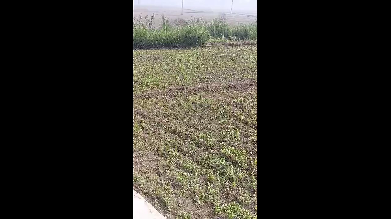 fields of punjab