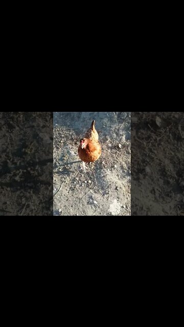 Good morning P2. you have a lot to say today