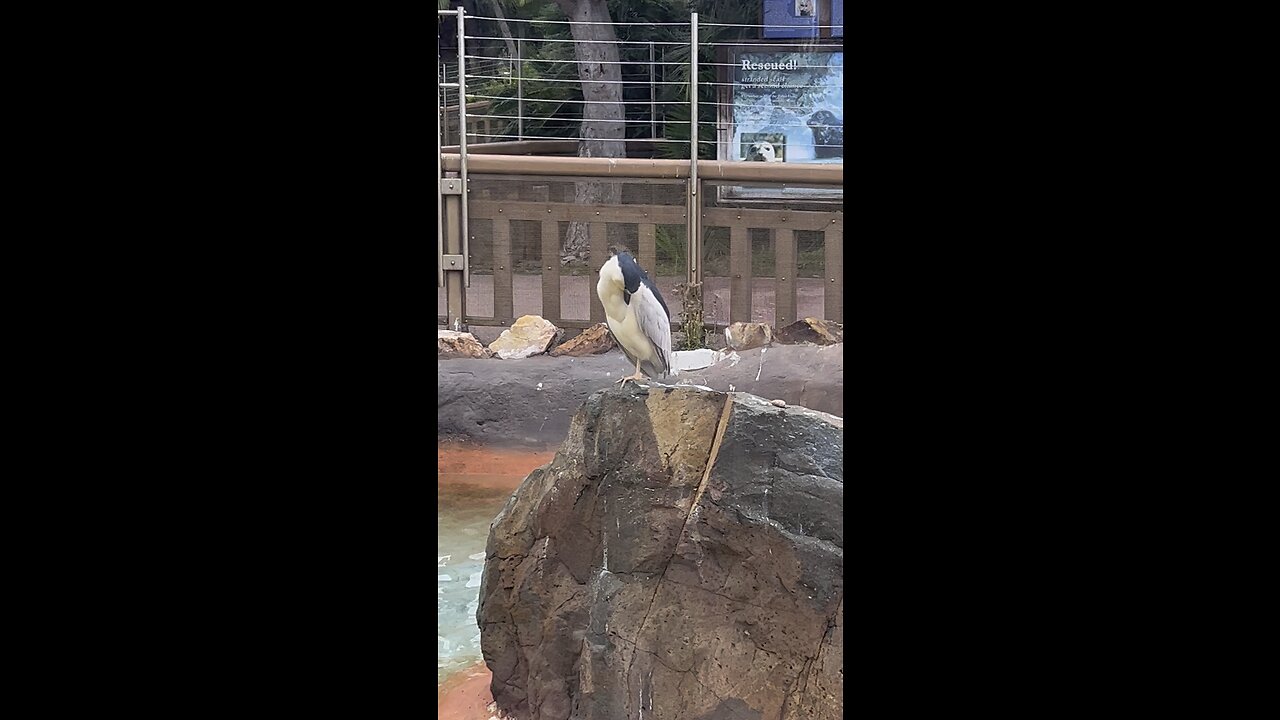 What kind of bird is this?