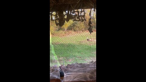 Turkey Fighting Purr