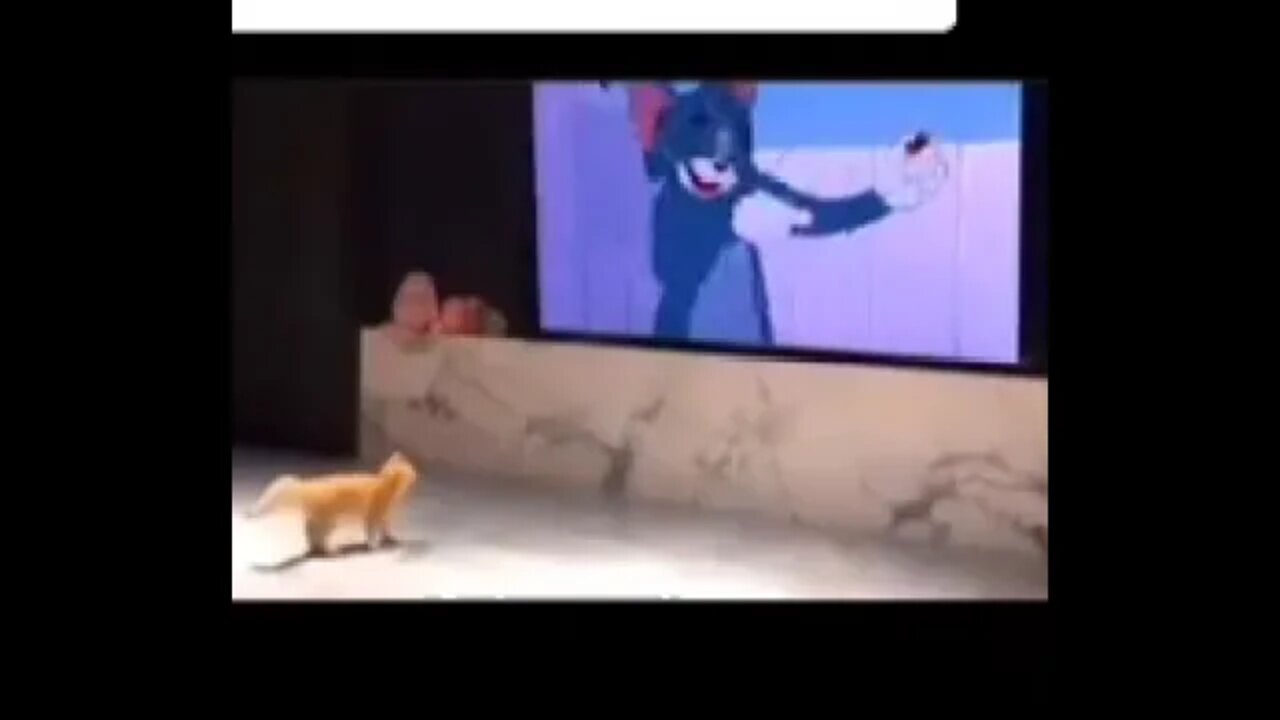 Cat vs TV 🤣