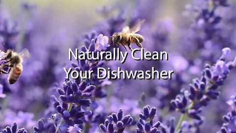 Naturally Clean Your Dishwasher