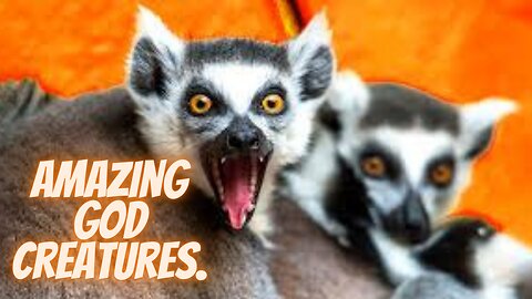 Amazing God Creatures.