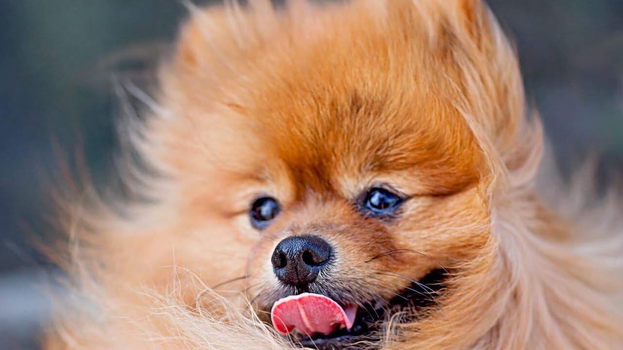These dogs will cheer you up