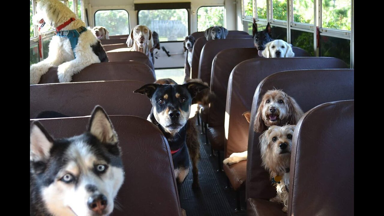 Funny animals compilation. Funny dogs on the bus 😆