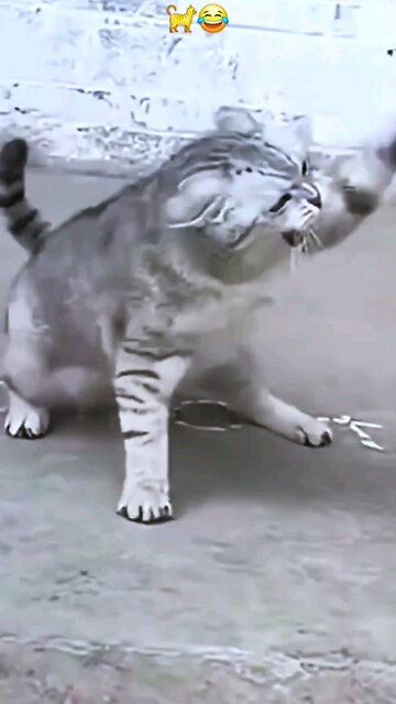 cat vs women #cat #women #funny