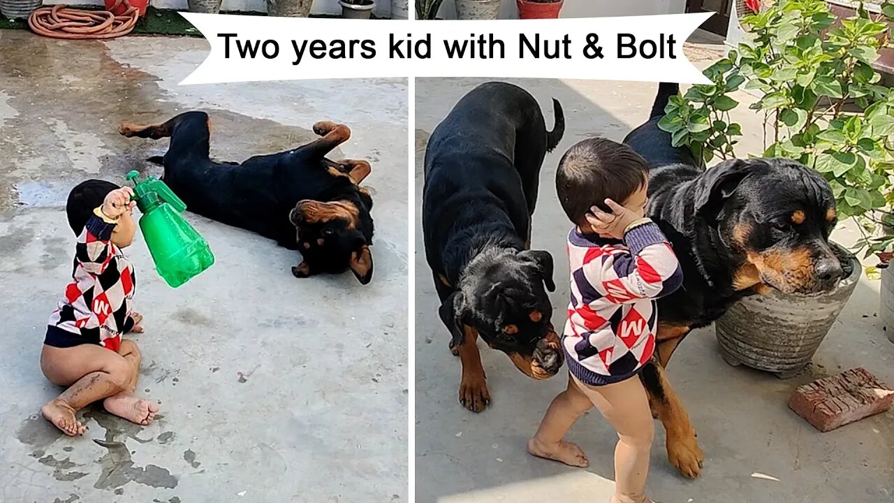 nephew playing with two giant rottweiler || Mr.Bolt & Nut