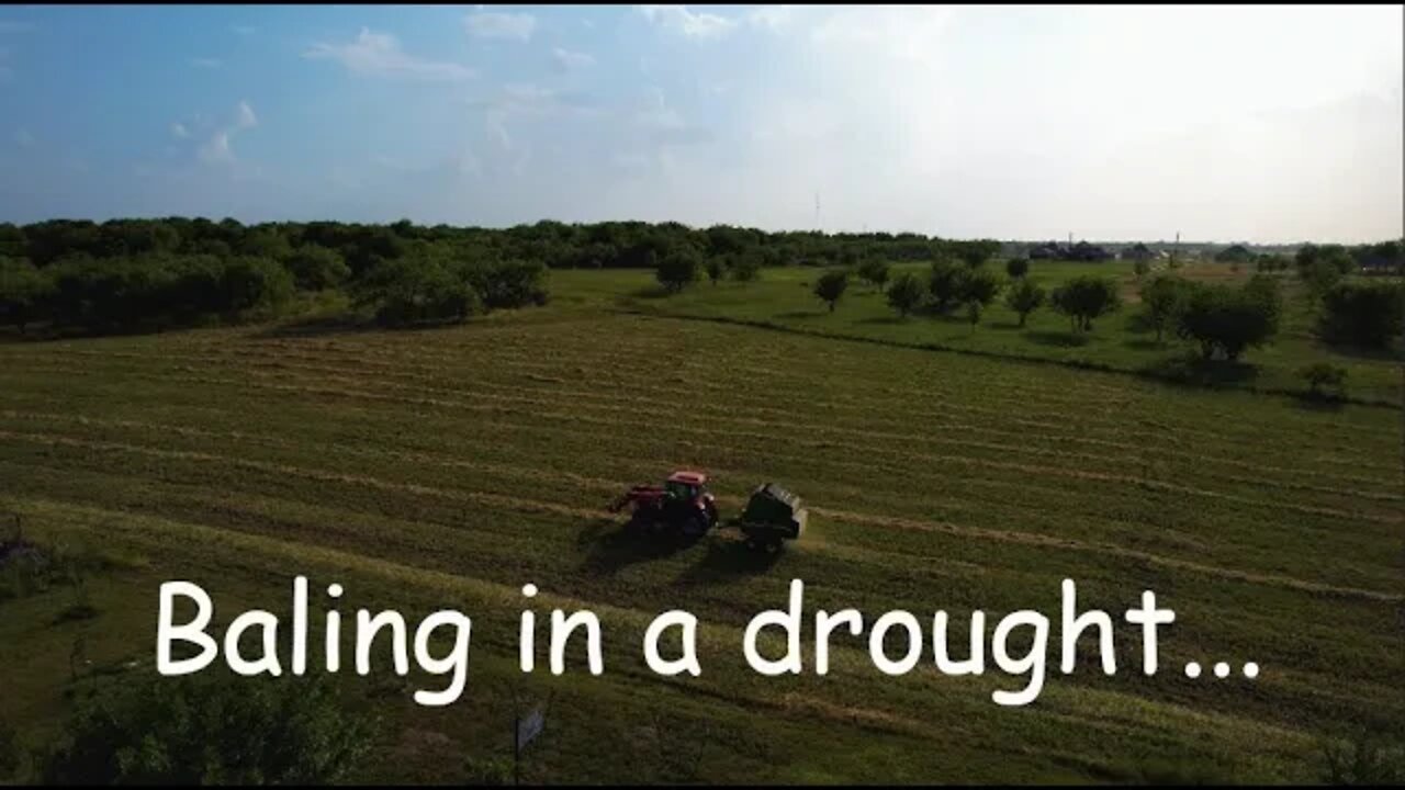 Baling Sorghum Sudan for hay - 2022!