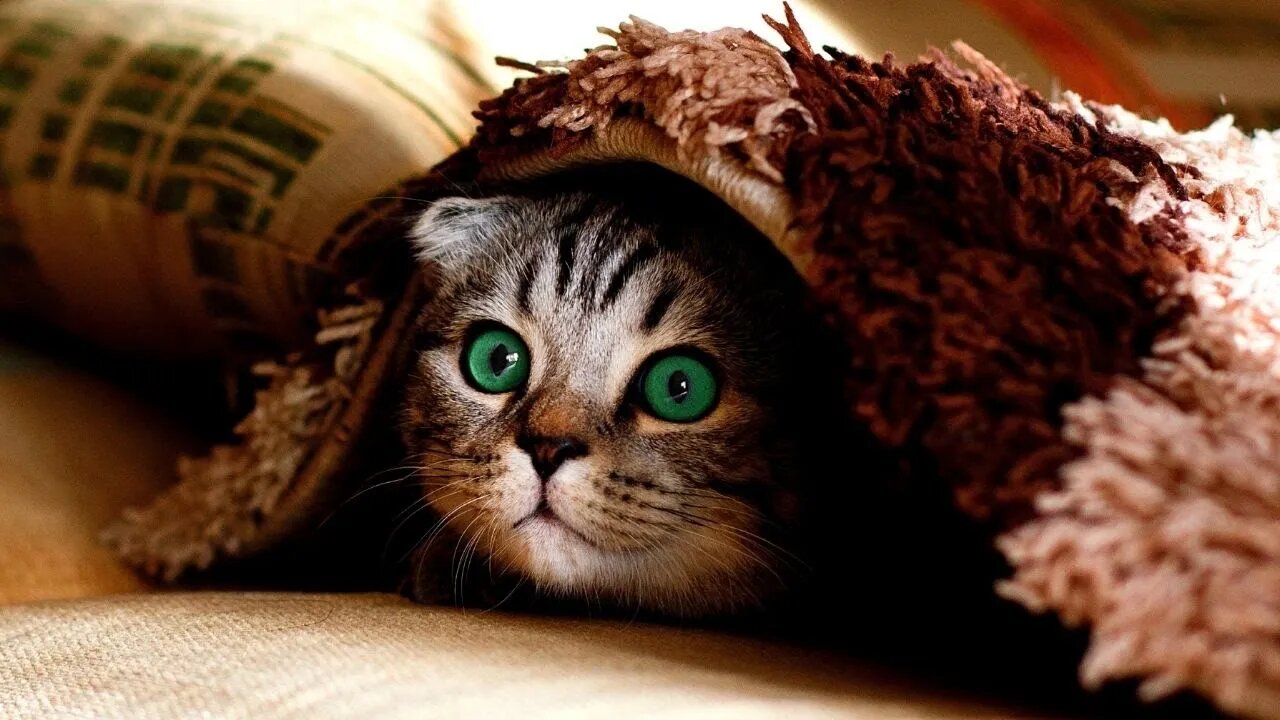 Funny and Cute Cats and Kittens that will make you happy!