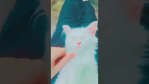 Cute Cat #shorts #viral #cat #funny