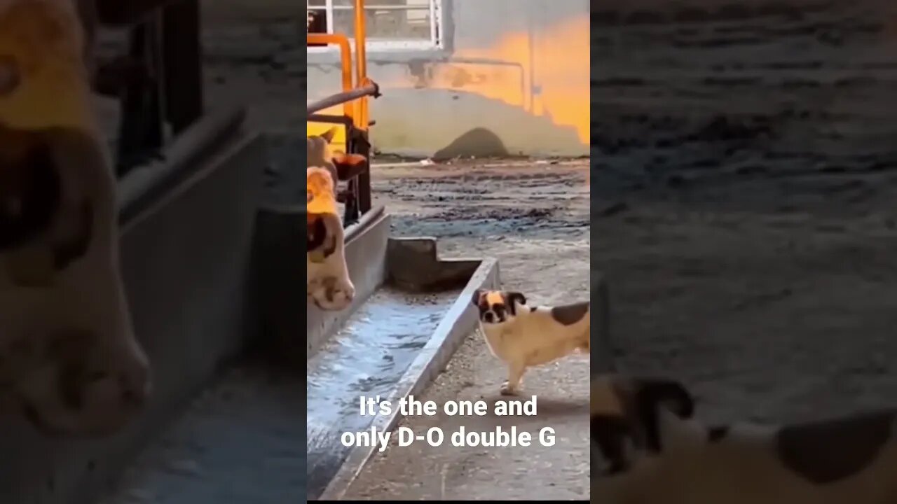 MEME is the one and only D-O double G #shorts