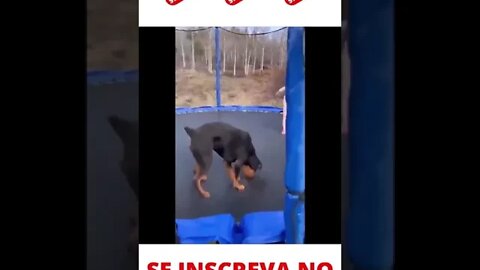 Criança pulando com o cachorro no brinquedo #shorts