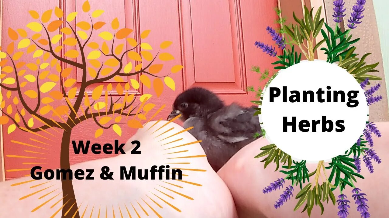 Week 2 - Gomez & Muffin - Planting Herbs