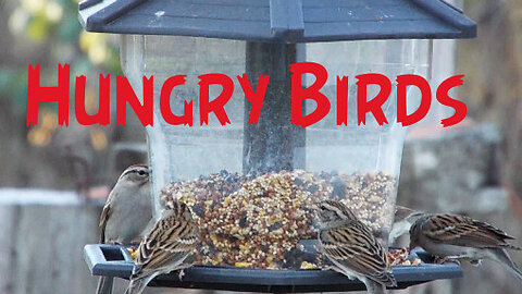 Sparrows & Chickadees fighting over the feeder