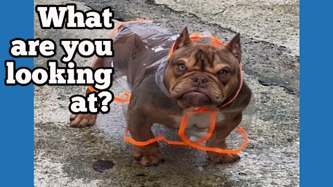 Huge scary bulldog wearing its raincoat