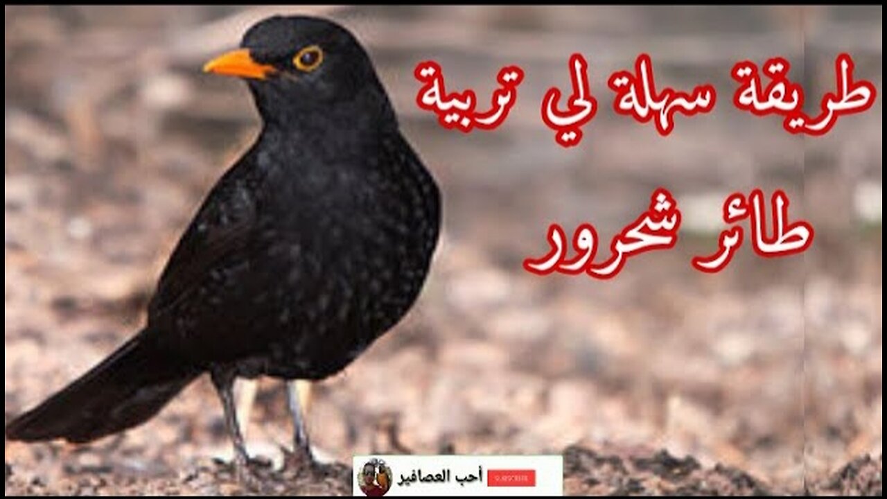 This video will help you 🐦 in breeding a blackbird (Al-Jahhumiya)