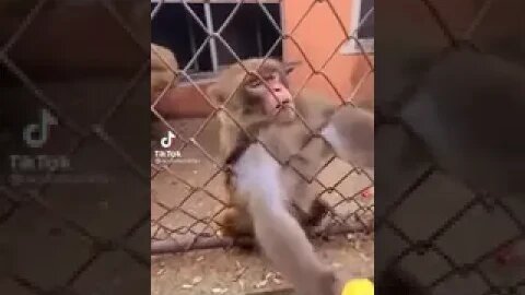 Gimme That