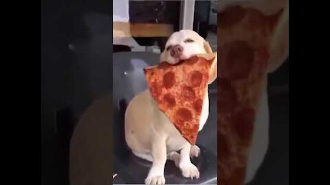 Cute Dog Eating Pizza - Very Funny