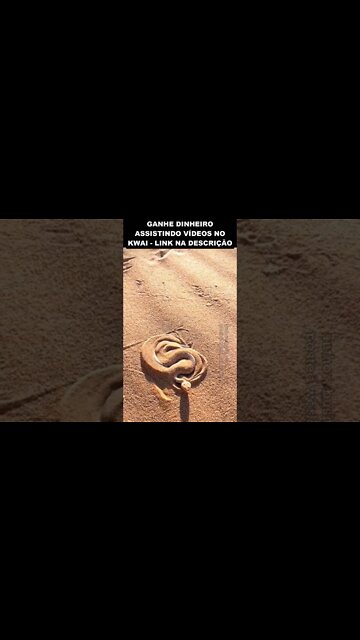 cobra se escondendo dentro da areia