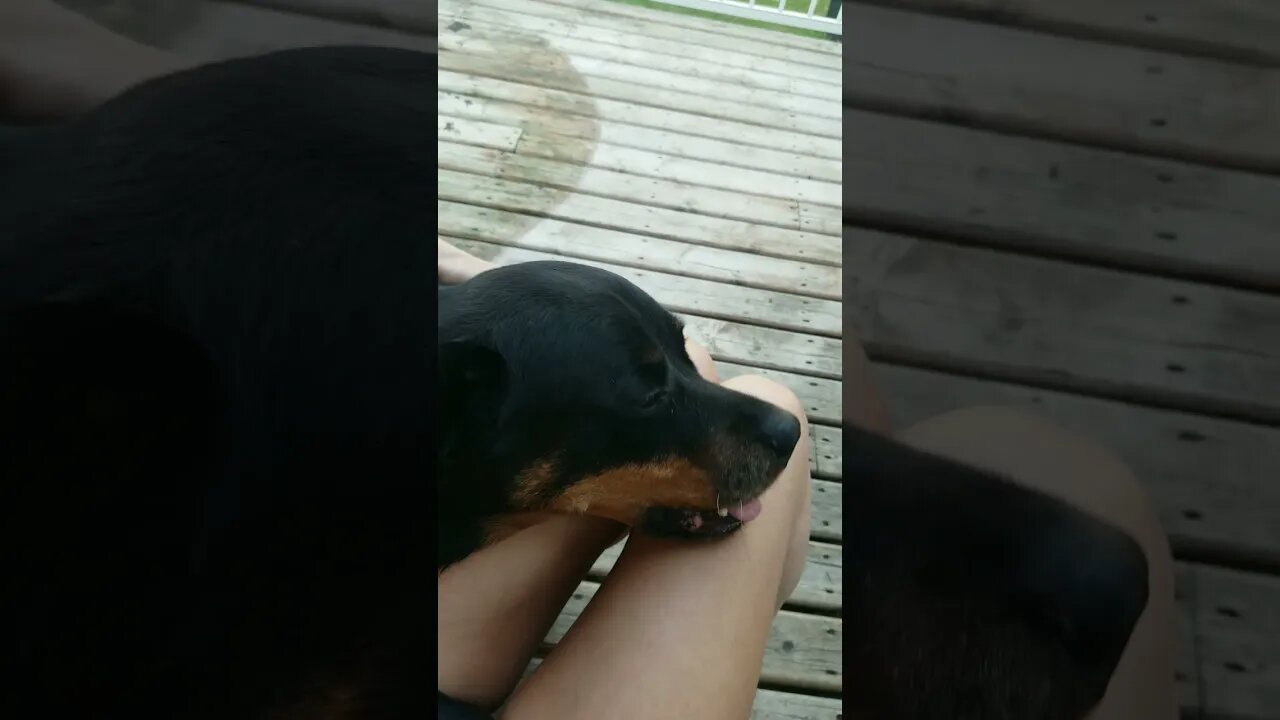 Rottweiler Lean On Me 💖 #rottweiler #shorts