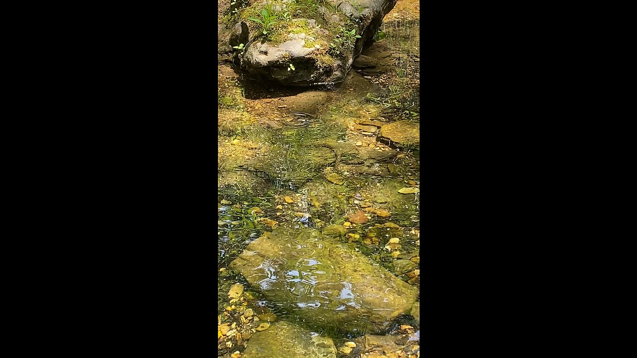 Snake feeding