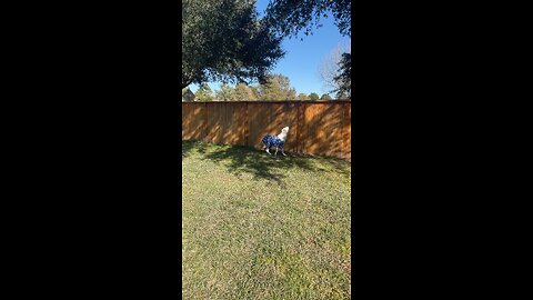 Dogo Argentino Hunting a Squirrel