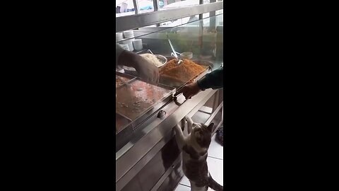 A cat taking a piece of chicken - HUMANITY