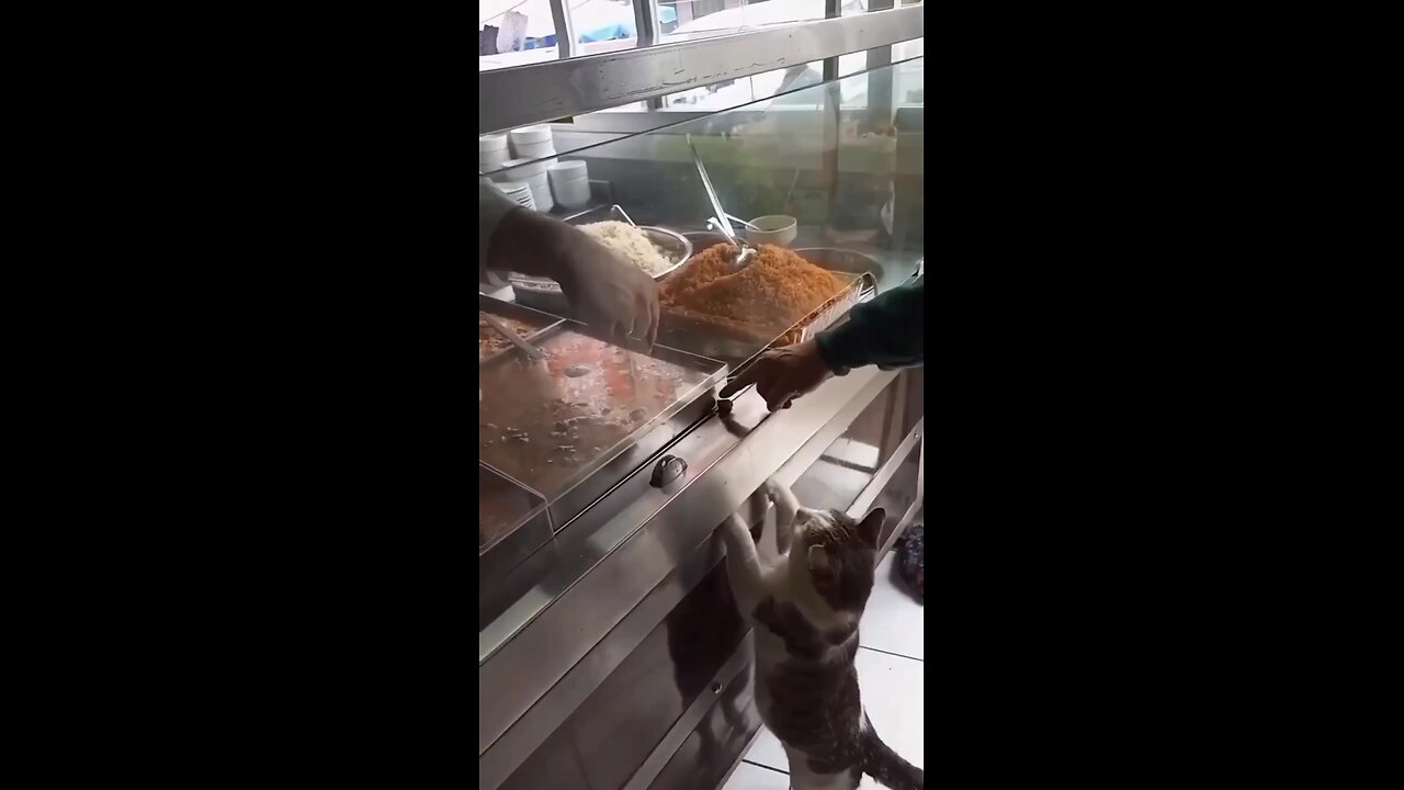 A cat taking a piece of chicken - HUMANITY