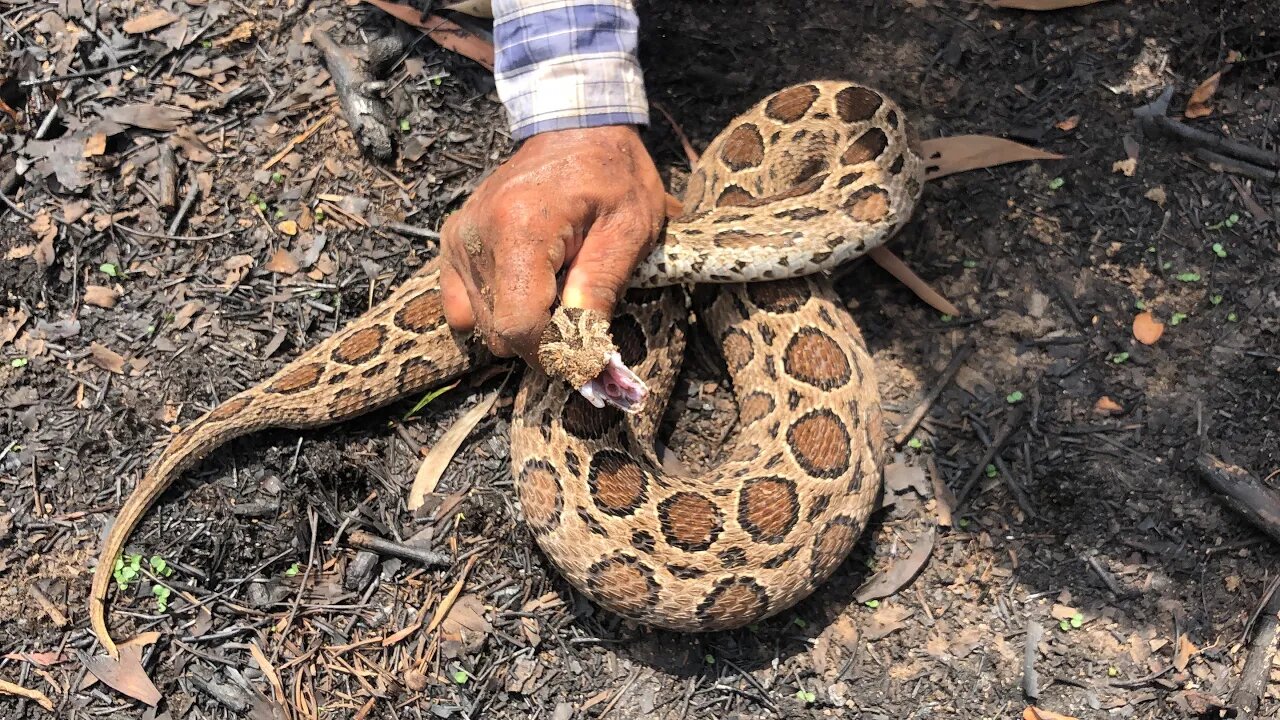 Cobra Catching TV: Dig a cave to catch a Snake Episode 14| How to catch Malayan Pit viper