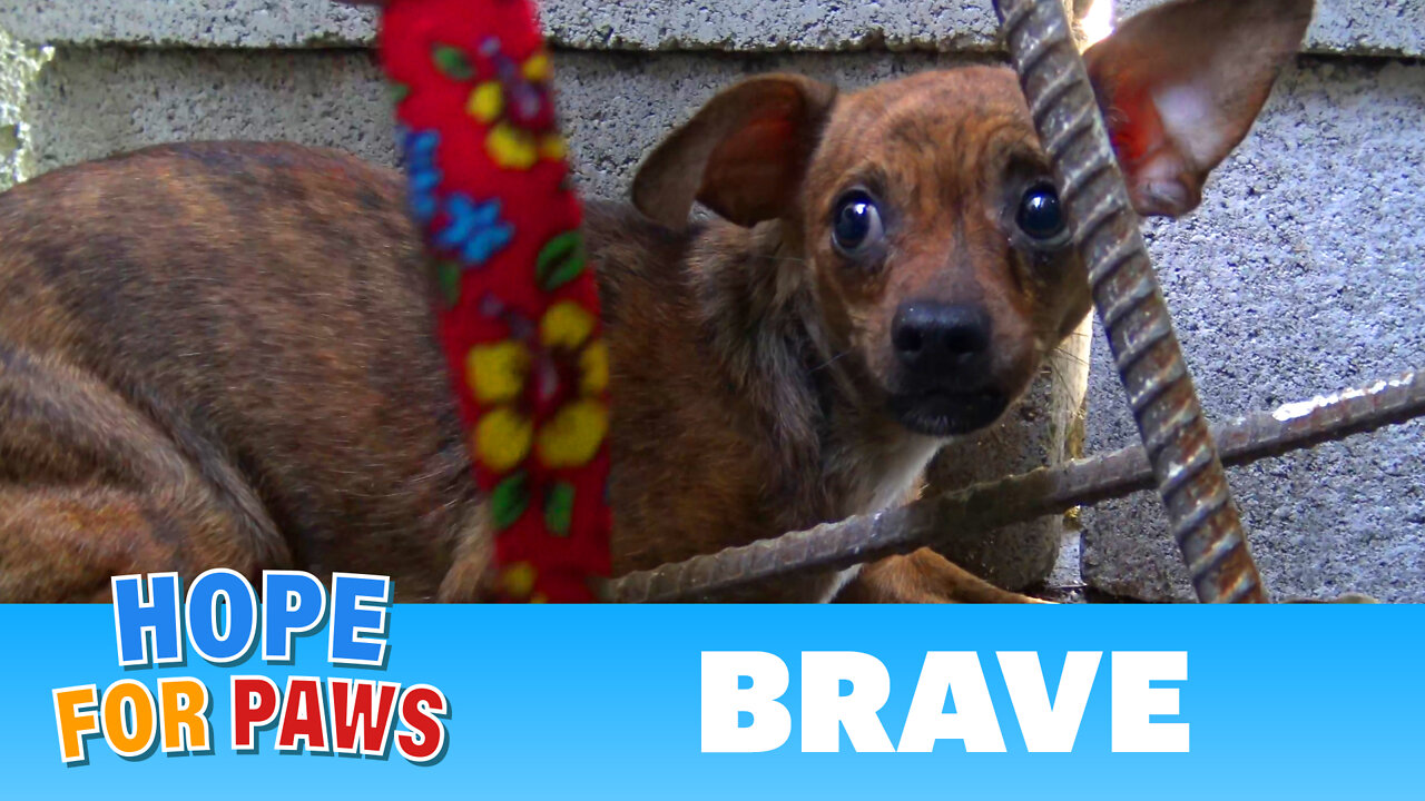 After being used for breeding, little Brave was abandoned on the streets.