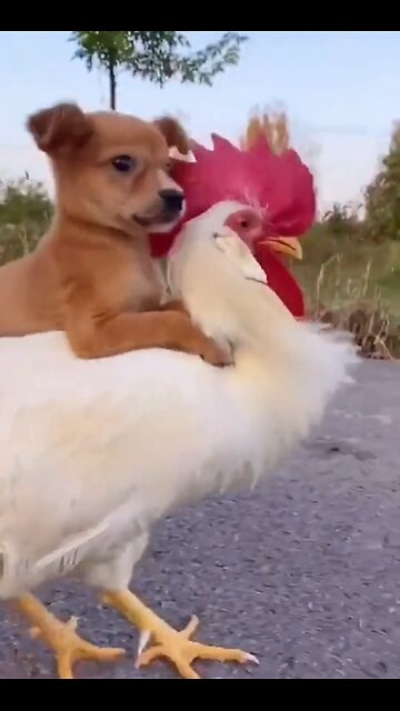 cute dog with cute pets