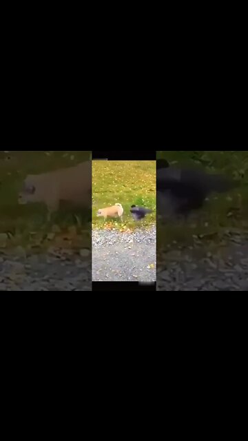 É VOCÊ JUBILEU 🤣 ( SE INSCREVE NO CANAL)