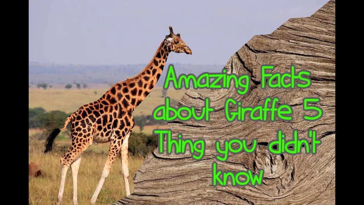 Amazing Facts about Giraffe 5 Thing you didn't know