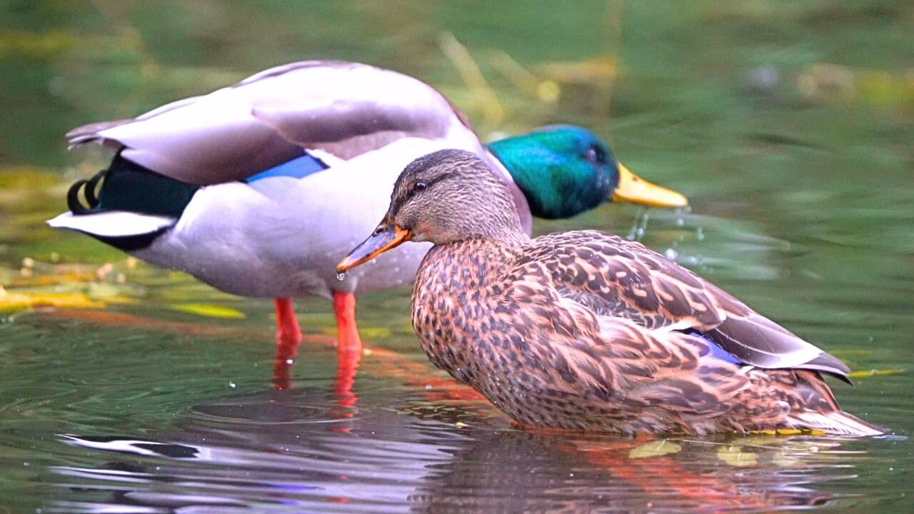 Mallard Duck Couple on the Grooming Branch in the Middle of the Pond