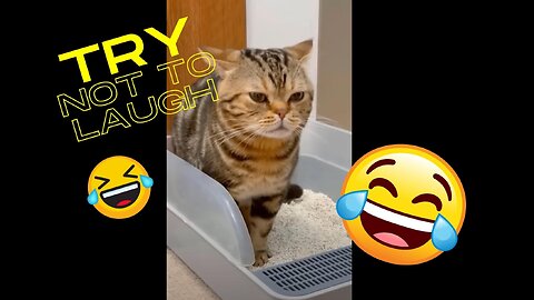 Try Not To Laugh Dogs And Cats 😁 - Best Funniest Animals Video 2023