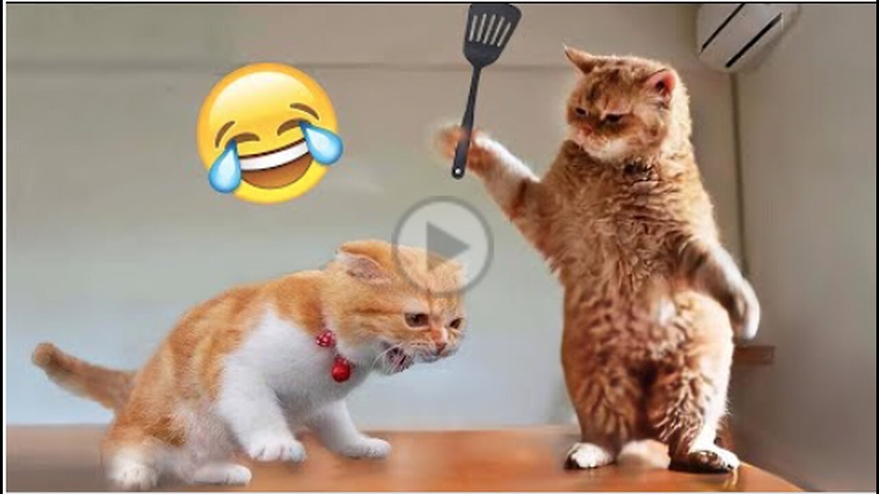 Funniest Animals 😄 New Funny Cats and Dogs Videos 😹🐶