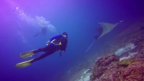 Diving Diving in the Beauty of Nusa Penida Bali Indonesia 