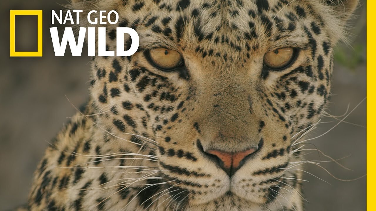 🔴 LIVE: Enter the Savage Kingdom: Ultimate Predators | Watch Now on Nat Geo WILD