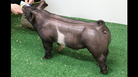 3-2 Crossbred Gilt