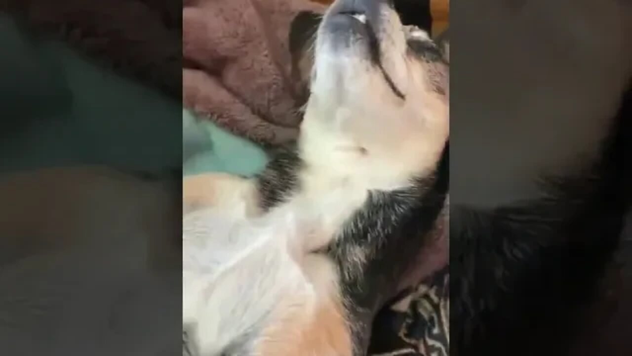 Собакен 😂😂😂