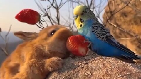 WOW! Cute rat and cute 🐦 friendship.......