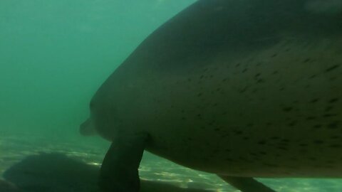 Heavily Pregnant Dolphin Can't Hunt | Puck's Story Part 1 | Dolphins of Shark Bay