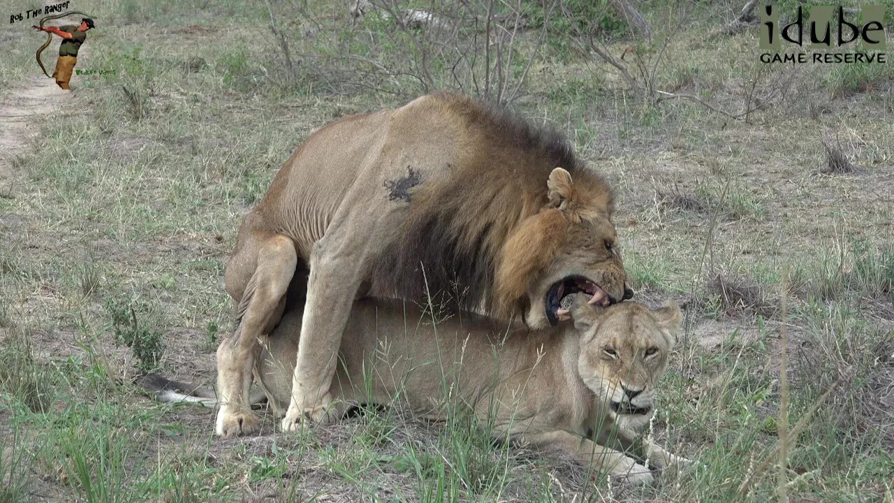 WILDlife: Lions Next To The Road
