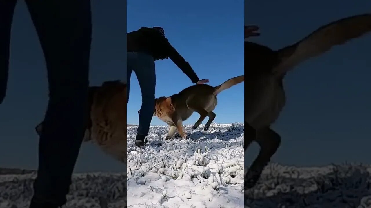 Women Playing with big dog in snow | Funny cute pets lovers | #Shorts